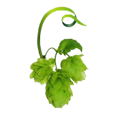 hops1